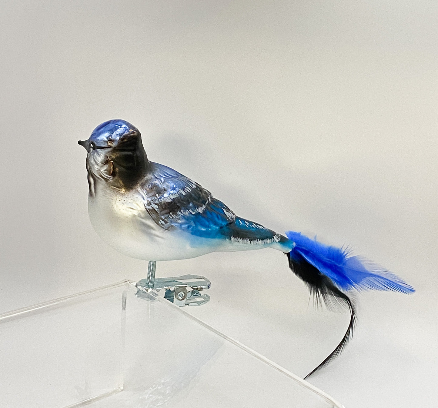 Blauhäher auf Clip