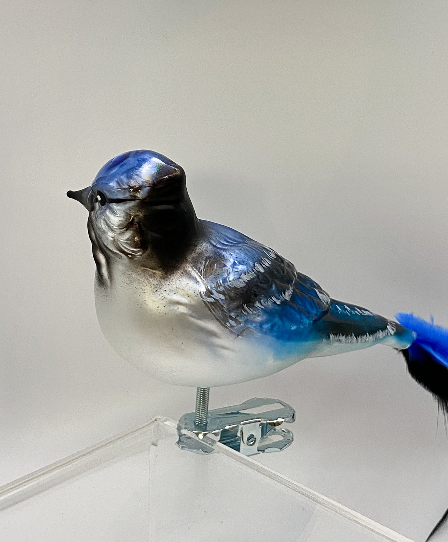 Blauhäher auf Clip