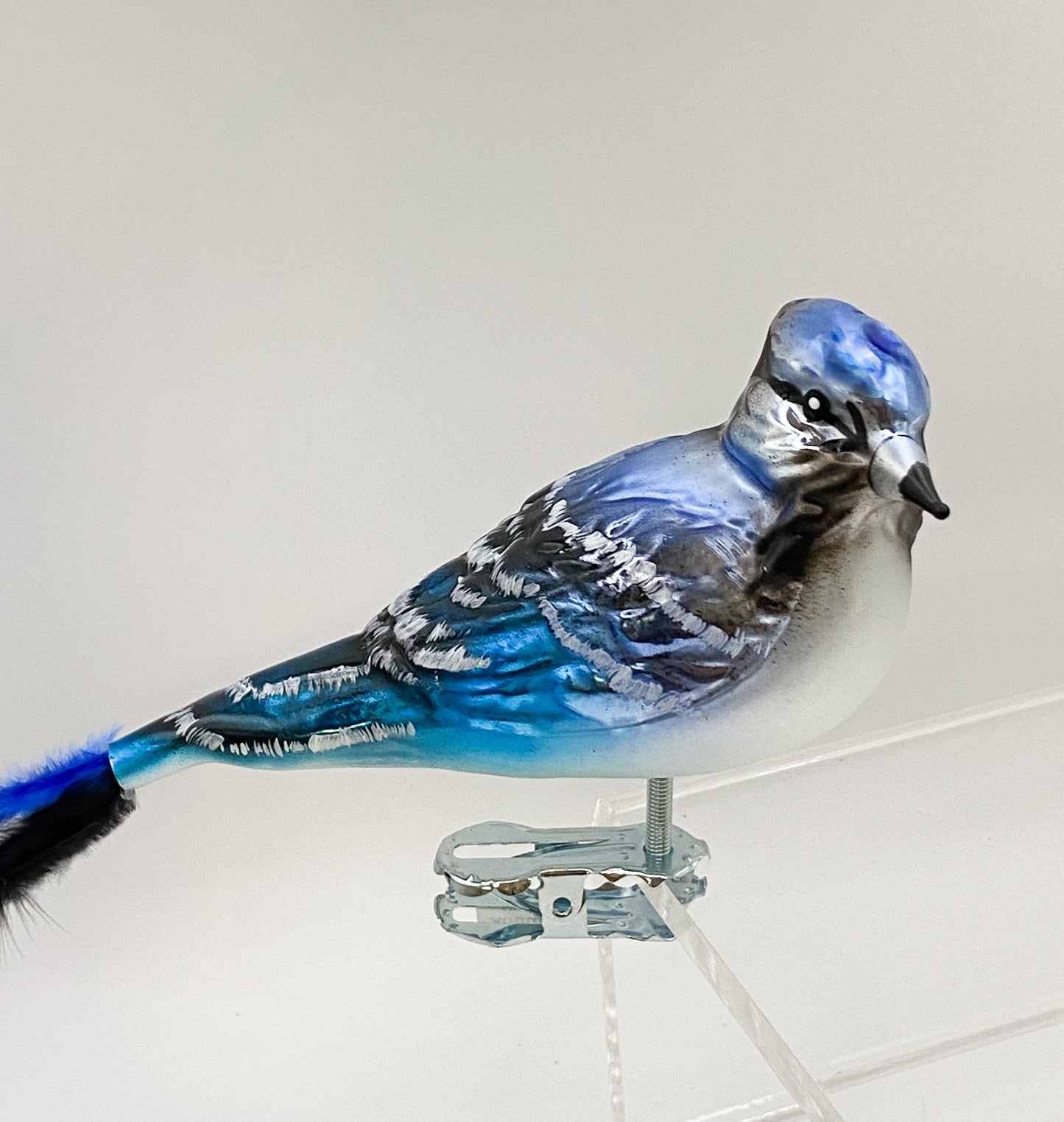 Blauhäher auf Clip