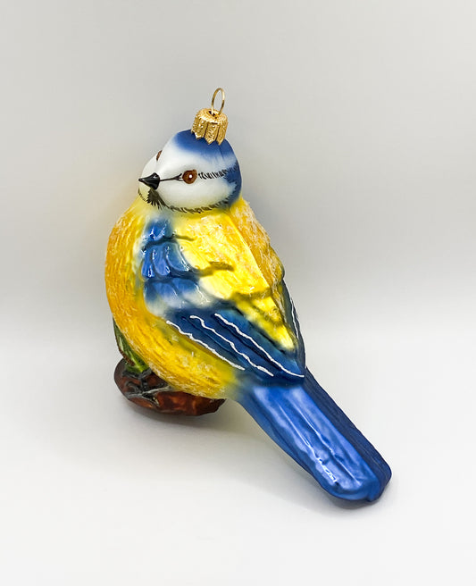 Grosse Blaumeise sitzt auf Tannenzweig