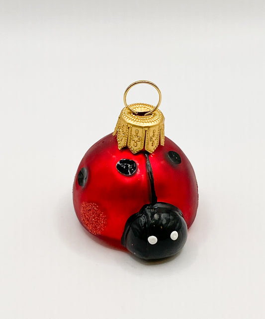 Glänzender Glückskäfer