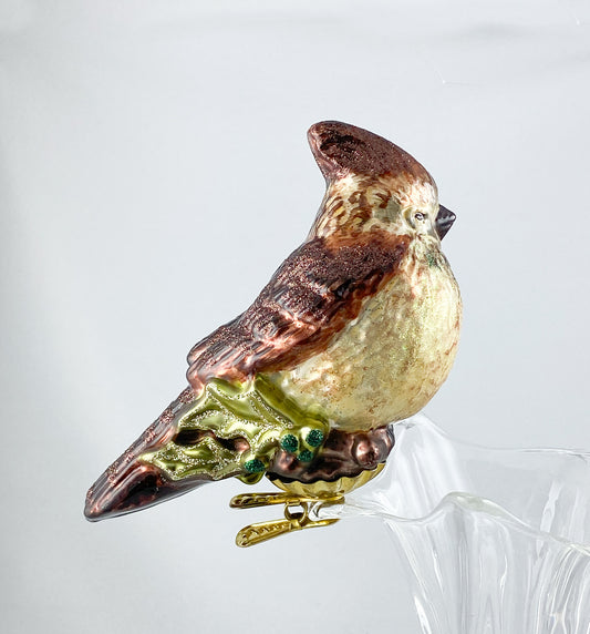 Brauner Kardinal auf Clip