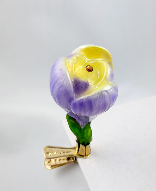 Crocus bloom with purple and yellow petals on clip