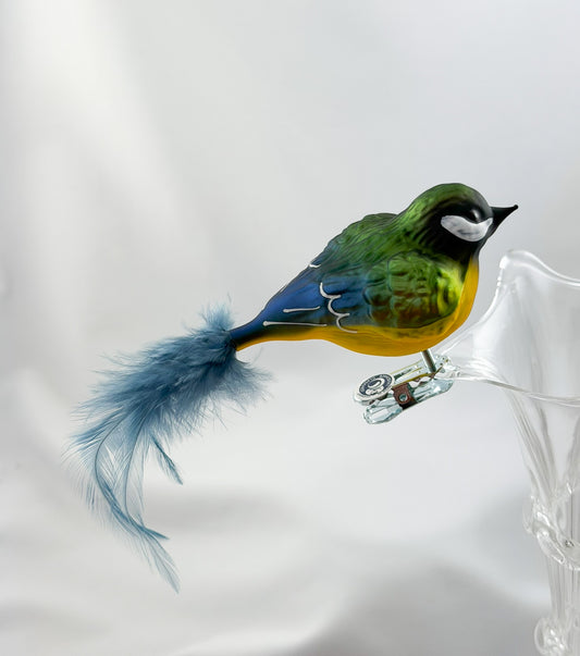 Fat great tit with light blue natural feather
