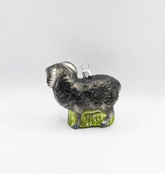 Schwarzer Widder, Schafbock