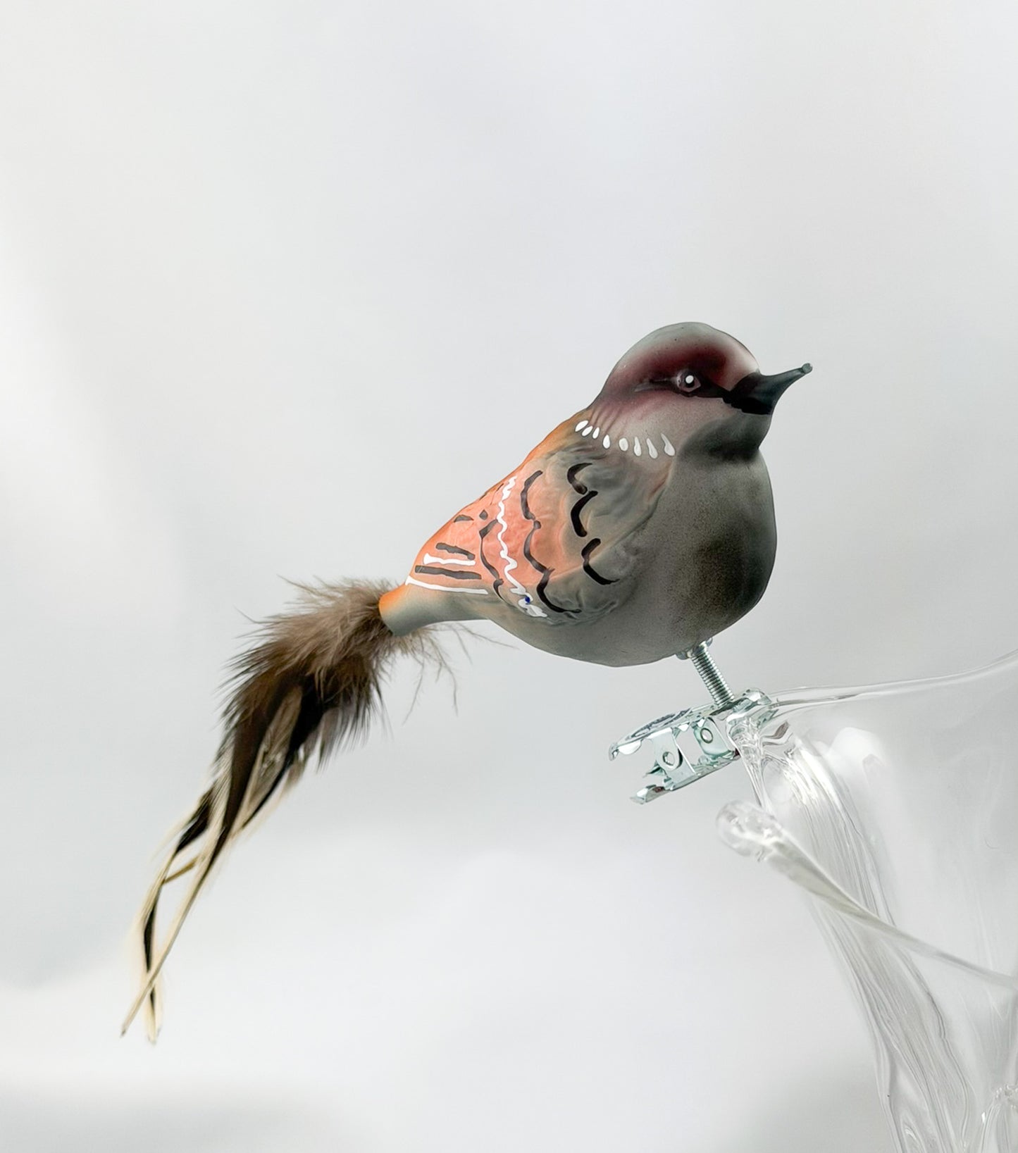 Fat house sparrow with light brown natural feather