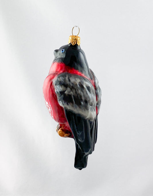 Rotkehlchen KOMOZJA MOSTOWSKI