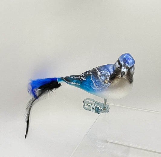 Blauhäher auf Clip