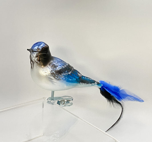 Blauhäher auf Clip