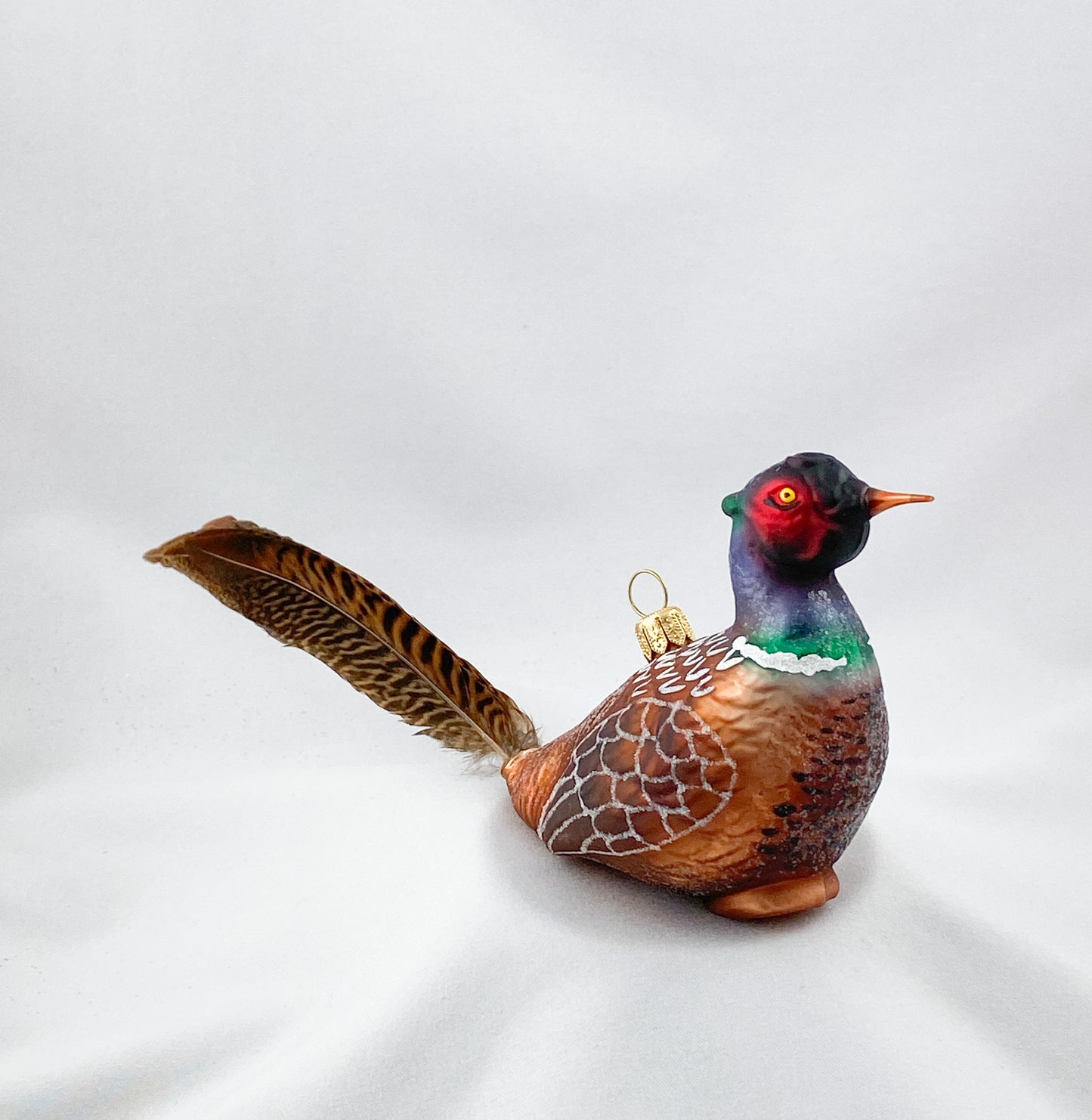 Jagd-Fasan Männchen mit Naturfeder