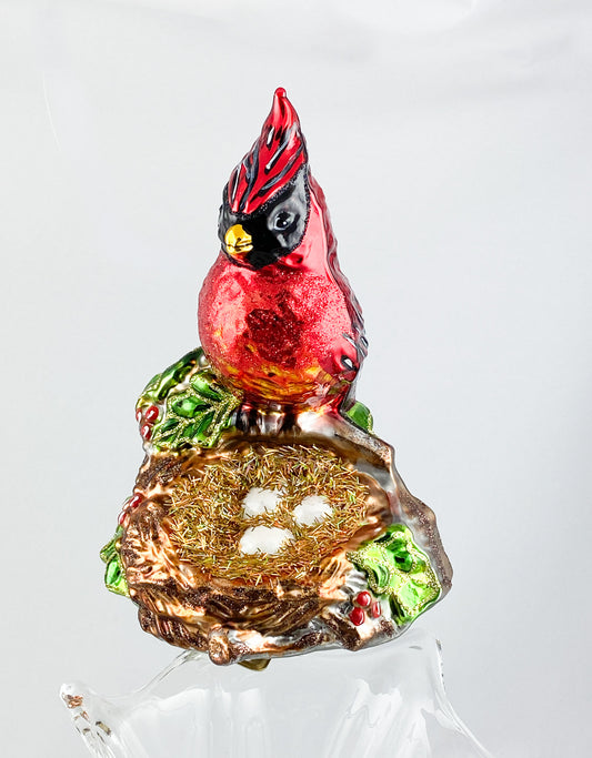 Roter Kardinal, Virgina Nachtigall sitzt vor dem Nest, auf Clip