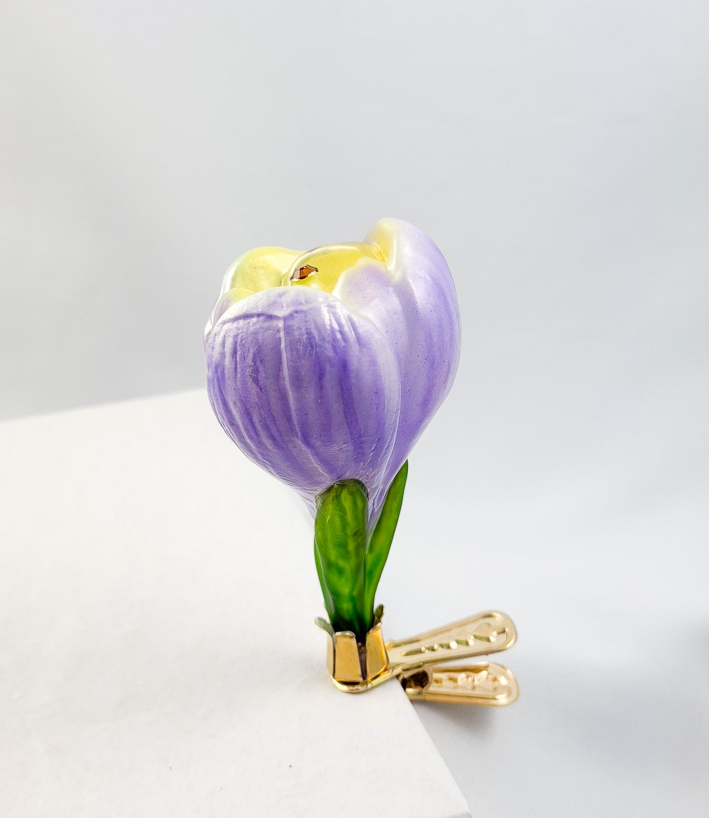 Krokusblüte mit lila und gelben Blütenblättern am Clip