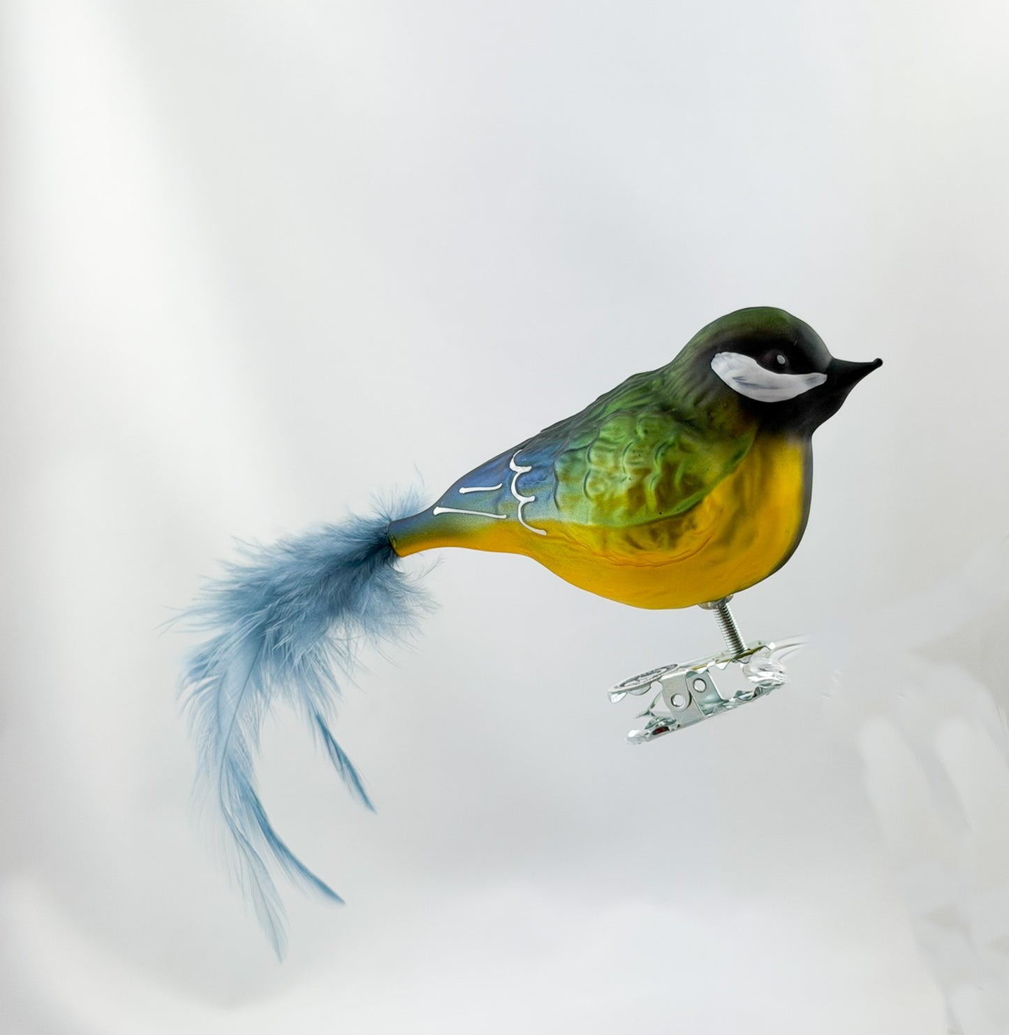 Fat great tit with light blue natural feather