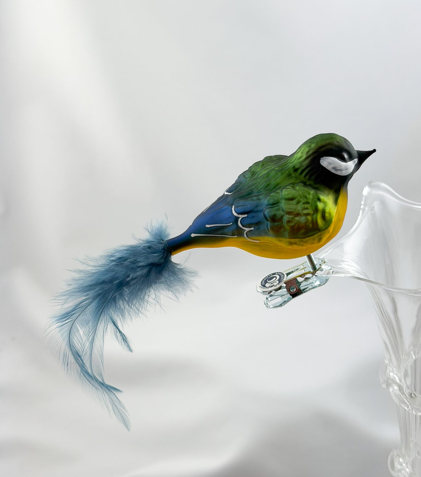 Fat great tit with light blue natural feather