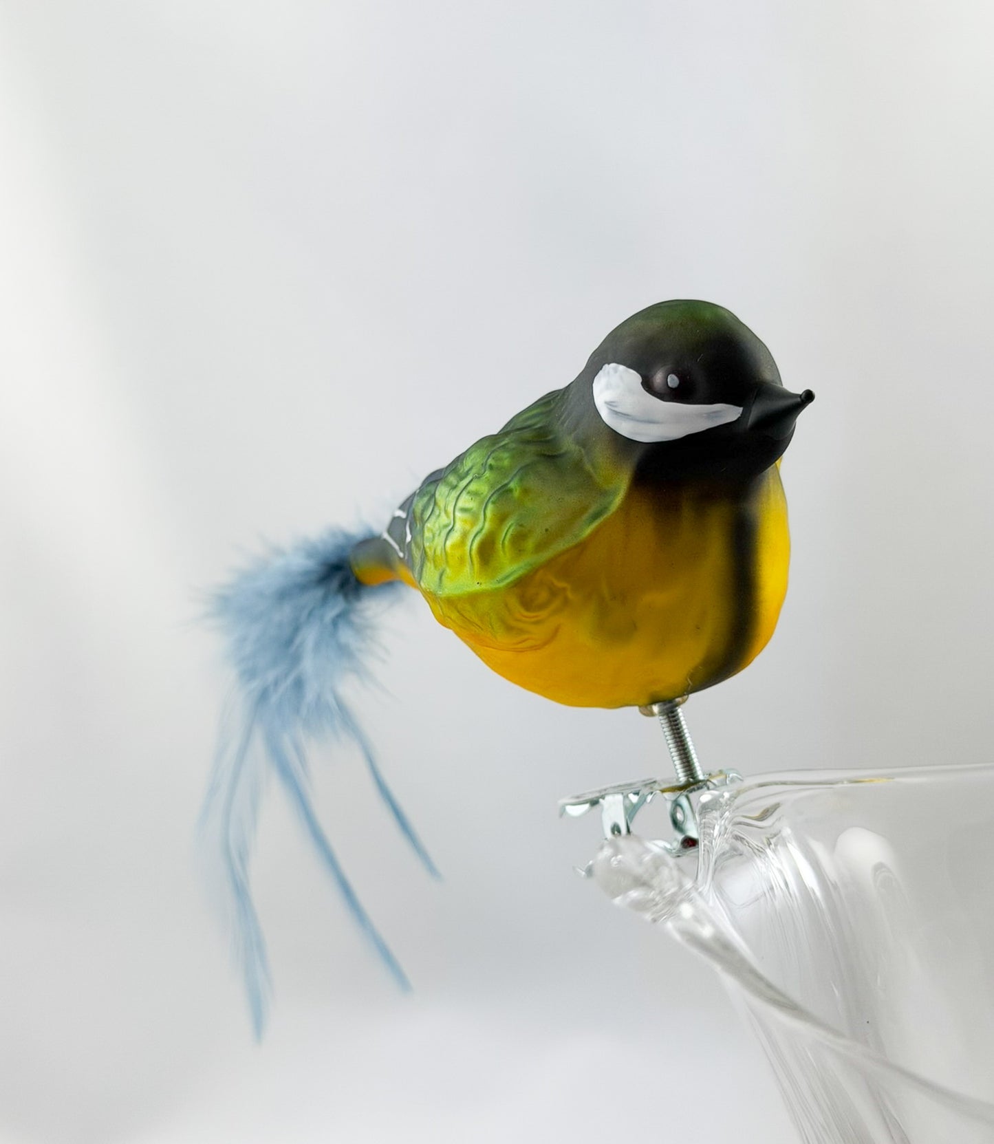 Fat great tit with light blue natural feather