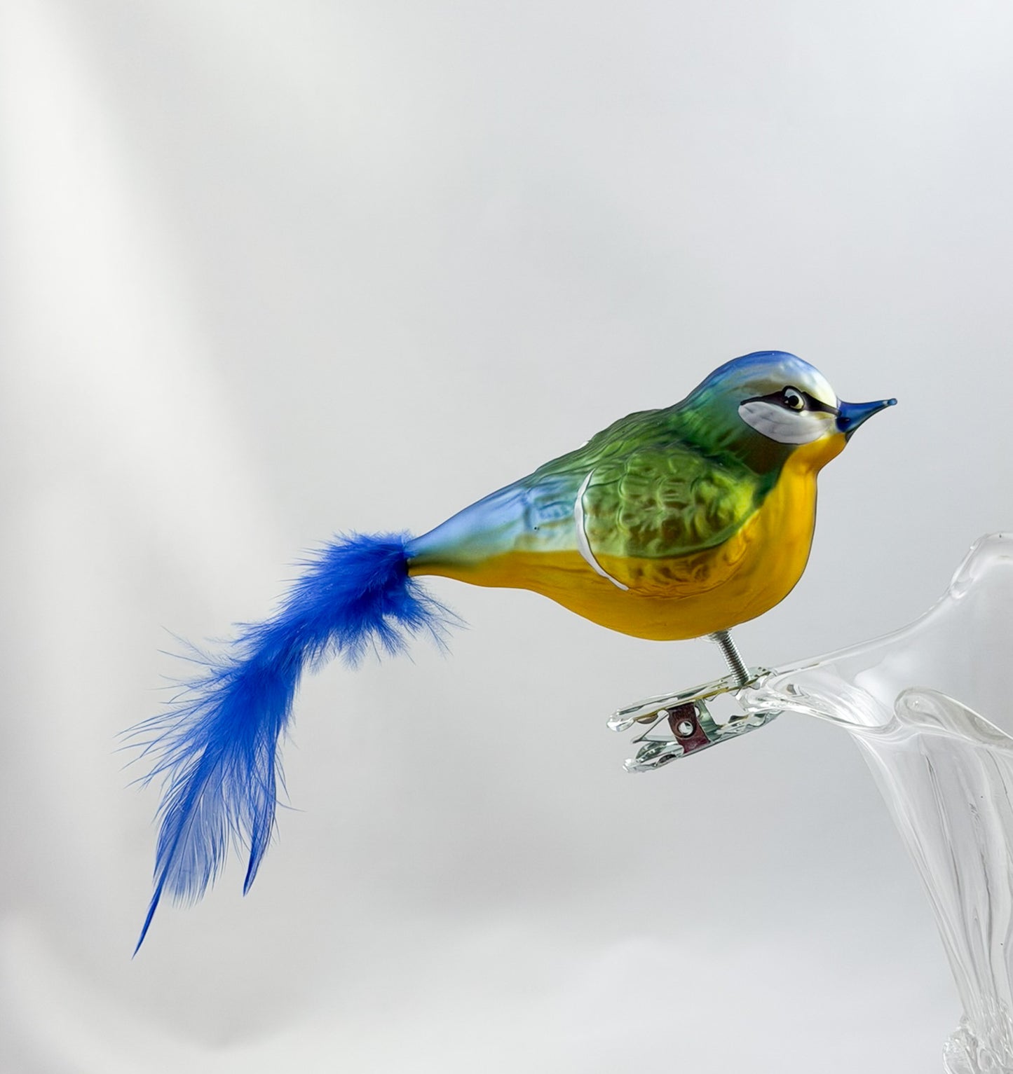 Fat blue tit with blue natural feather
