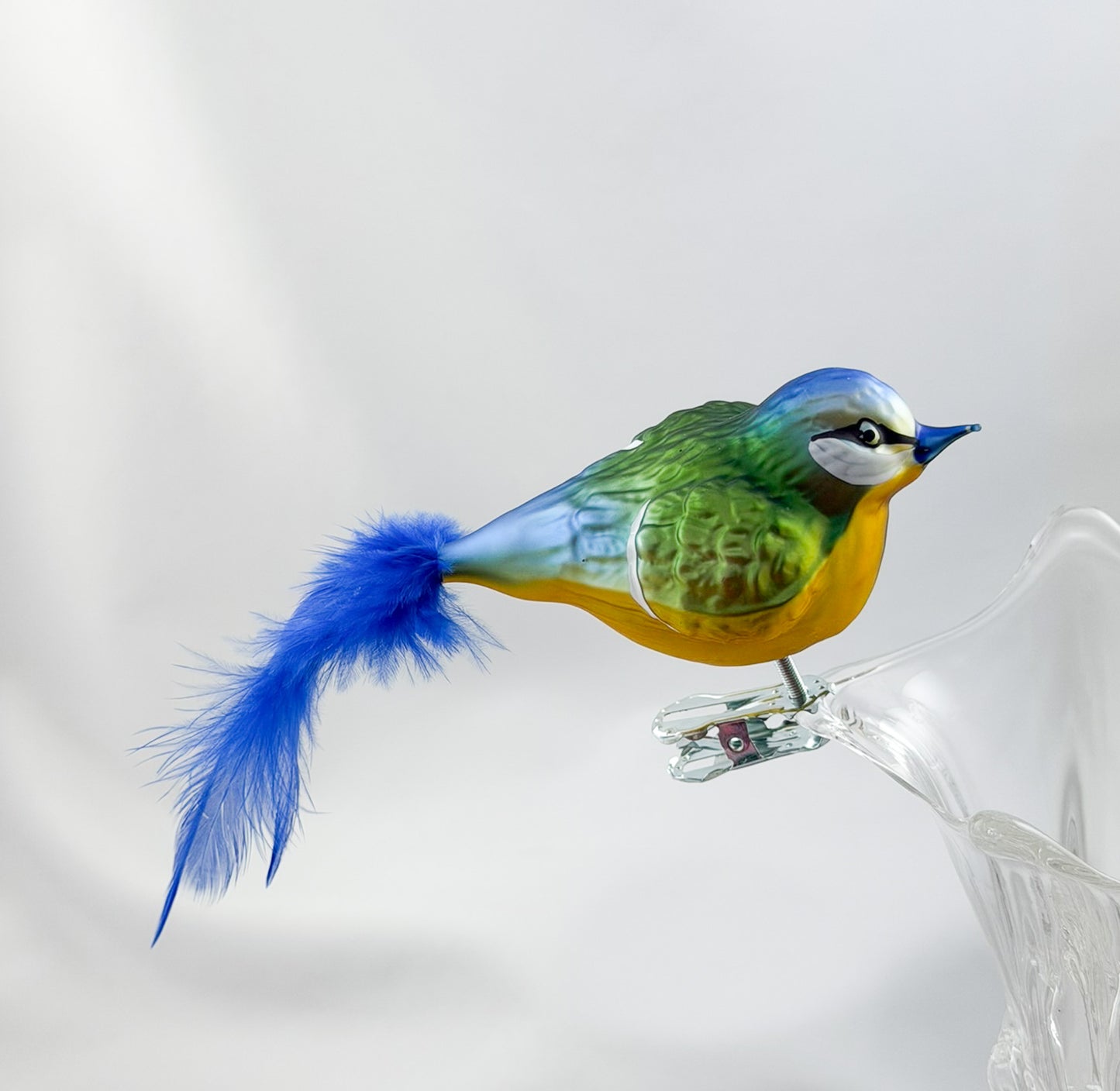 Fat blue tit with blue natural feather