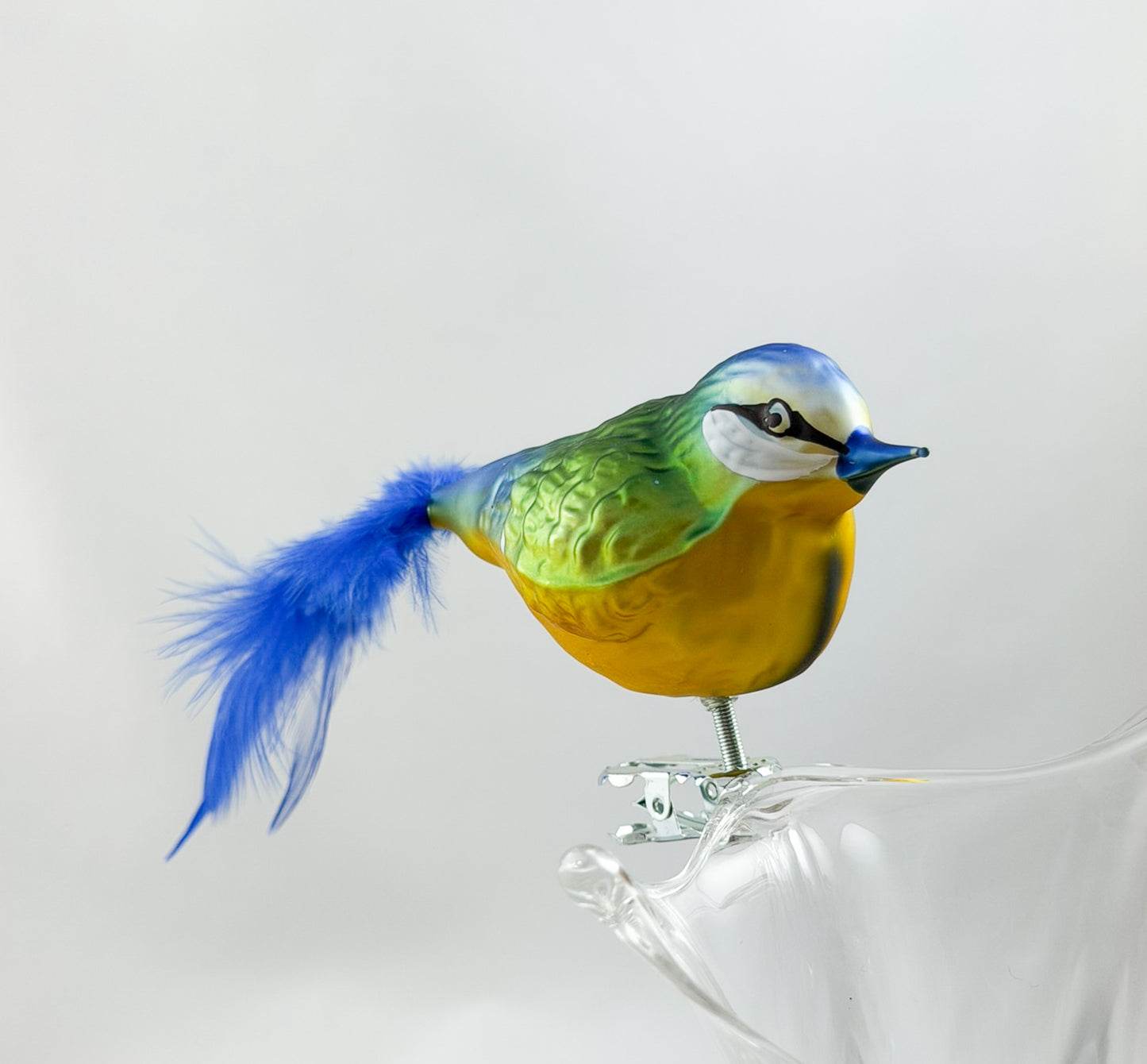Fat blue tit with blue natural feather