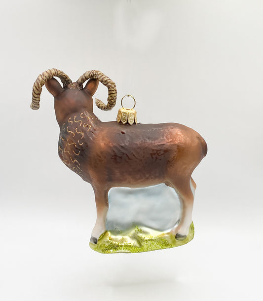 mouflon wild sheep