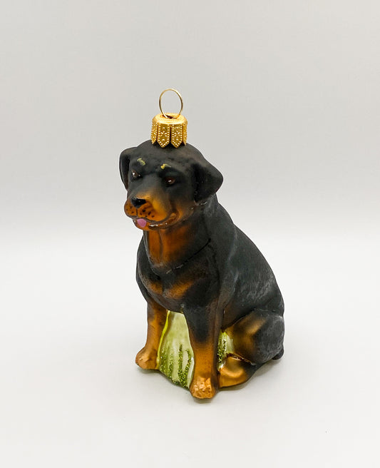 Sitting Rottweiler Dog