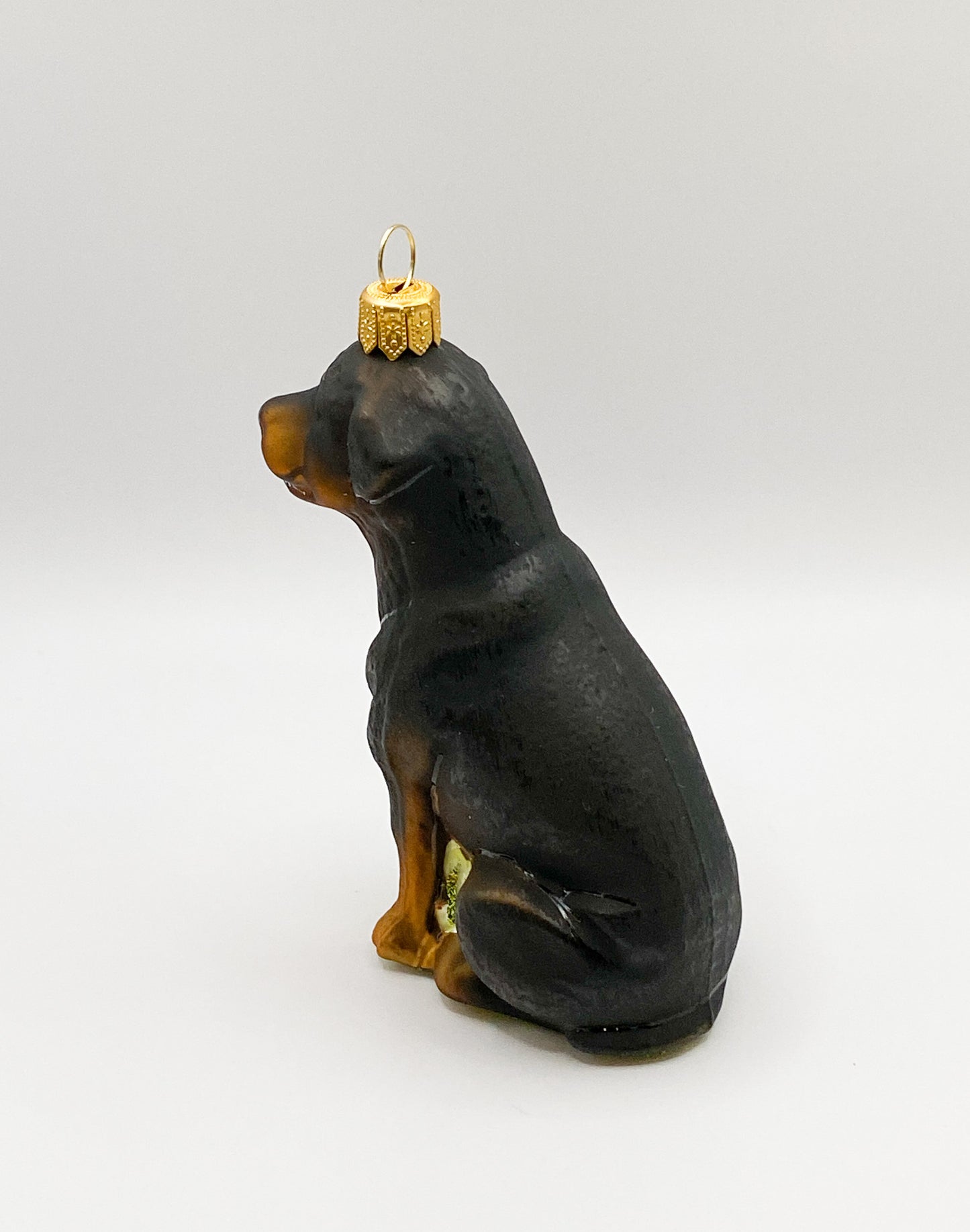 Sitting Rottweiler Dog