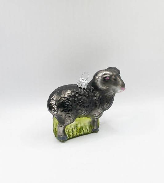 Schwarzer Widder, Schafbock
