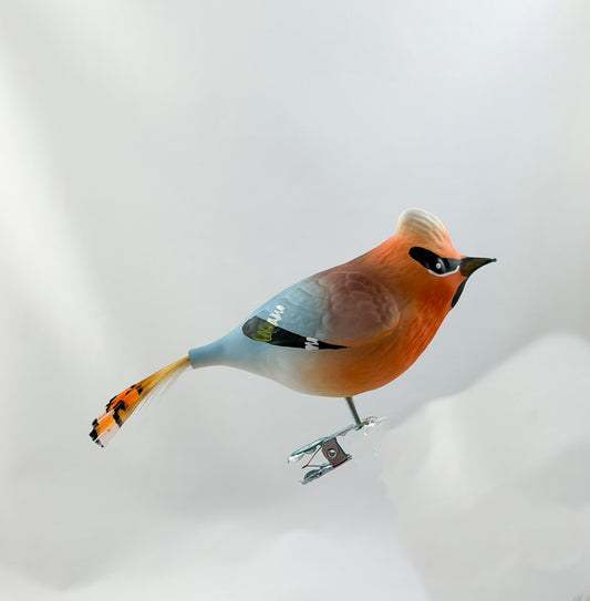 Seidenschwanz-Vogel