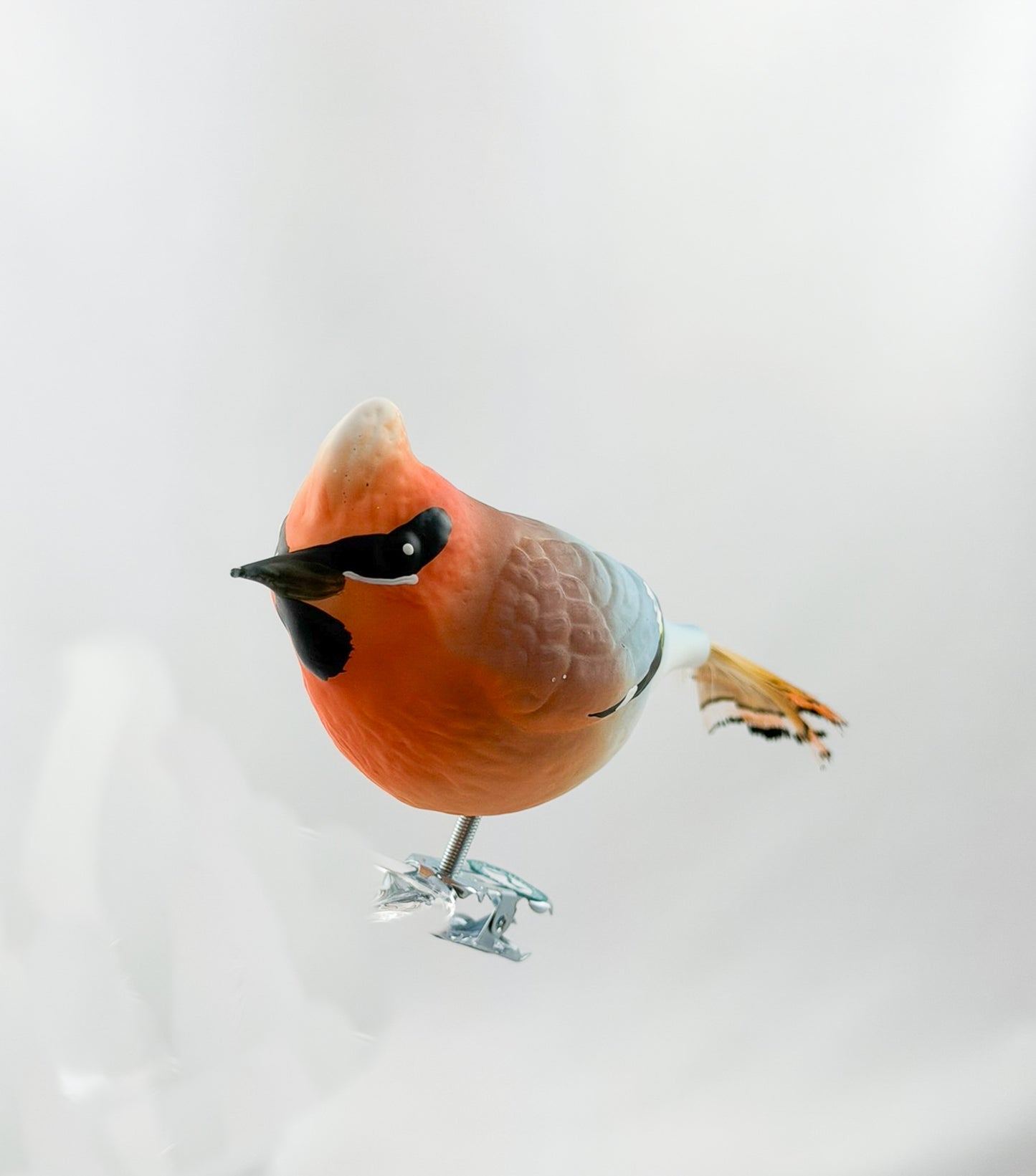 Seidenschwanz-Vogel