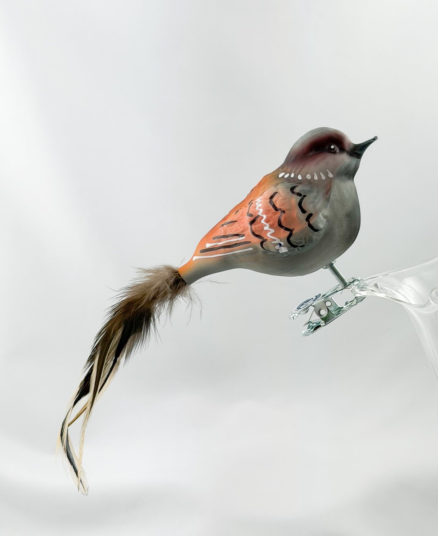 Fat house sparrow with light brown natural feather