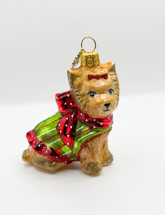 Yorkshire Terrier Hund