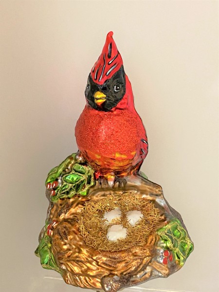 Roter Kardinal, Virgina Nachtigall sitzt vor dem Nest, auf Clip
