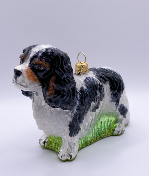 Cavalier King Charles Spaniel