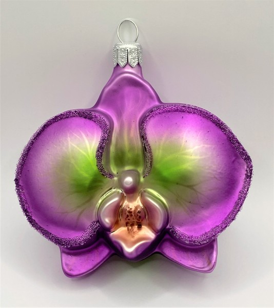 Phalaenopsis violett