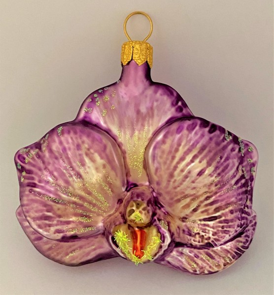 Phalaenopsis lila